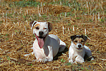 hundefotos american_staffordshire_terrier