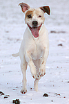 hundefotos american_staffordshire_terrier