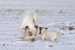 hundefotos american_staffordshire_terrier