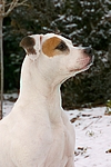 hundefotos american_staffordshire_terrier