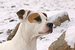 hundefotos american_staffordshire_terrier