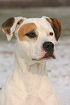 hundefotos american_staffordshire_terrier