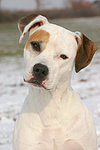 hundefotos american_staffordshire_terrier