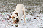 hundefotos american_staffordshire_terrier