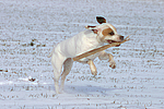 hundefotos american_staffordshire_terrier