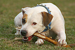 hundefotos american_staffordshire_terrier