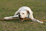hundefotos american_staffordshire_terrier