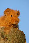 kleintierfotos meerschwein_-_texel