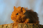 kleintierfotos meerschwein_-_texel