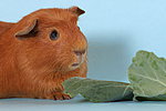 kleintierfotos meerschwein_-_crested
