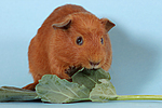 kleintierfotos meerschwein_-_crested