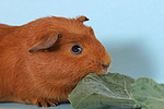 kleintierfotos meerschwein_-_crested