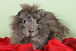 kleintierfotos meerschwein_-_peruaner