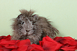 kleintierfotos meerschwein_-_peruaner