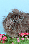 kleintierfotos meerschwein_-_peruaner