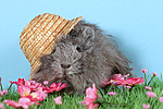 kleintierfotos meerschwein_-_peruaner