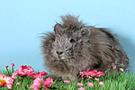 kleintierfotos meerschwein_-_peruaner