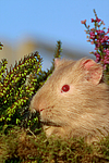 kleintierfotos meerschwein_-_satin