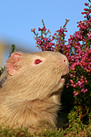kleintierfotos meerschwein_-_satin