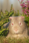 kleintierfotos meerschwein_-_satin