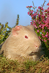 kleintierfotos meerschwein_-_satin