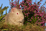 kleintierfotos meerschwein_-_satin