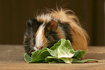 kleintierfotos meerschwein_-_sheltie