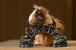 kleintierfotos meerschwein_-_sheltie