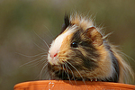 kleintierfotos meerschwein_-_sheltie