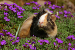 kleintierfotos meerschwein_-_sheltie
