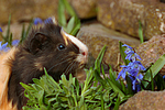kleintierfotos meerschwein_-_sheltie