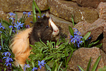 kleintierfotos meerschwein_-_sheltie
