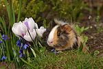 kleintierfotos meerschwein_-_sheltie