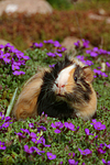 kleintierfotos meerschwein_-_sheltie
