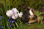 kleintierfotos meerschwein_-_sheltie