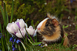 kleintierfotos meerschwein_-_sheltie