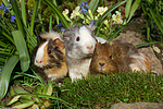 kleintierfotos meerschwein_-_sheltie