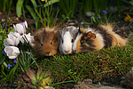 kleintierfotos meerschwein_-_sheltie