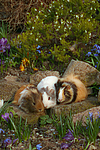 kleintierfotos meerschwein_-_sheltie