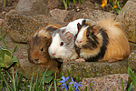 kleintierfotos meerschwein_-_sheltie