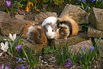 kleintierfotos meerschwein_-_sheltie
