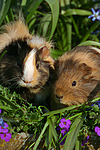 kleintierfotos meerschwein_-_sheltie