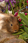 kleintierfotos meerschwein_-_sheltie