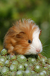 kleintierfotos meerschwein_-_sheltie