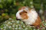 kleintierfotos meerschwein_-_sheltie