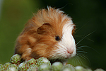 kleintierfotos meerschwein_-_sheltie