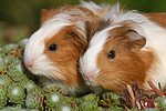 kleintierfotos meerschwein_-_sheltie