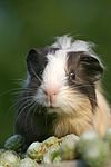 kleintierfotos meerschwein_-_sheltie