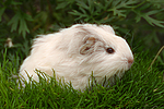 kleintierfotos meerschwein_-_sheltie
