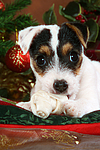 hundefotos parson_russell_terrier